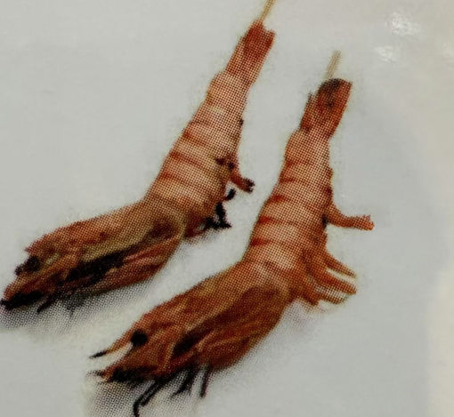 Image de Y9 ebiyaki(gambas)